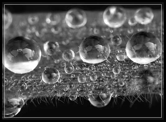 Outstanding Dew Drop Photography