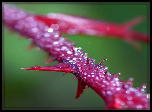 Outstanding Dew Drop Photography