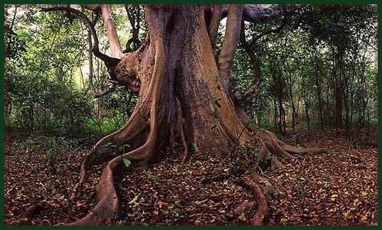 Create A Root Dance Effect in Photoshop