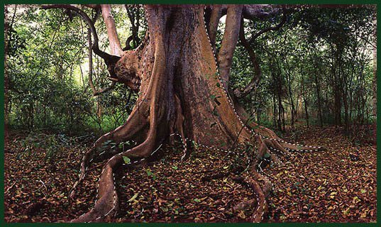 Create A Root Dance Effect in Photoshop