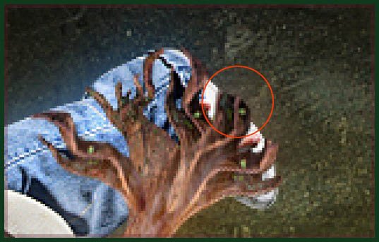 Create A Root Dance Effect in Photoshop